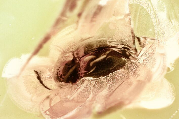 Detailed Fossil Carrion Beetle (Cholevinae) in Baltic Amber #328164